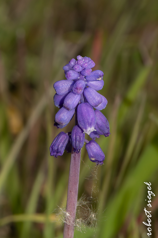 emily renzel wetlands 2025